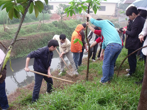 同学们在植树